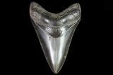 Serrated, Fossil Megalodon Tooth - Glossy Enamel #81689-1